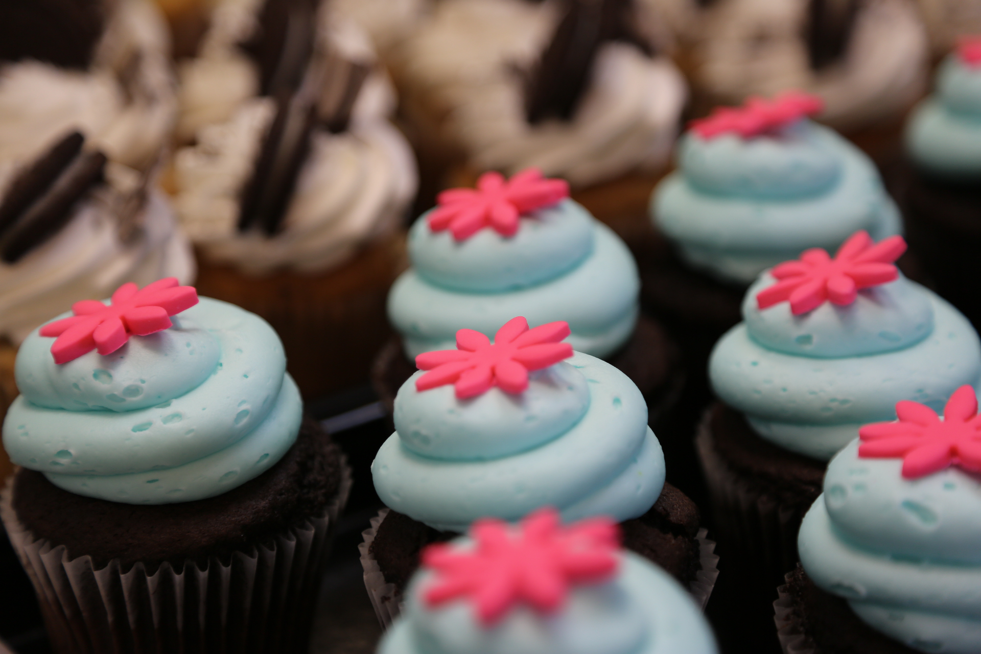 Chocolate cupcakes topped with light blue buttercream and pink fondant flowers